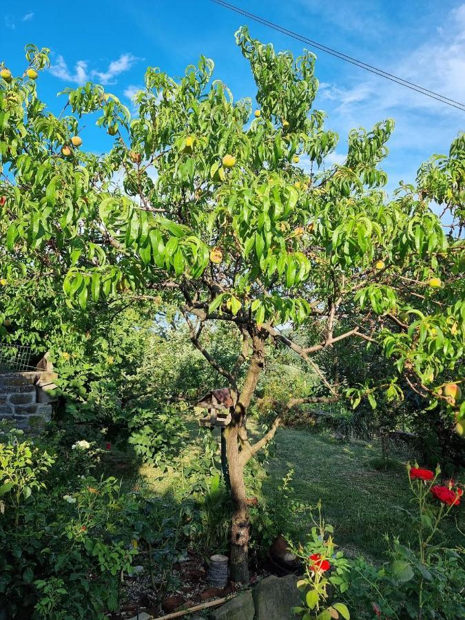 Villa Istrian Stone House With A Big Garden Marezige Exterior foto